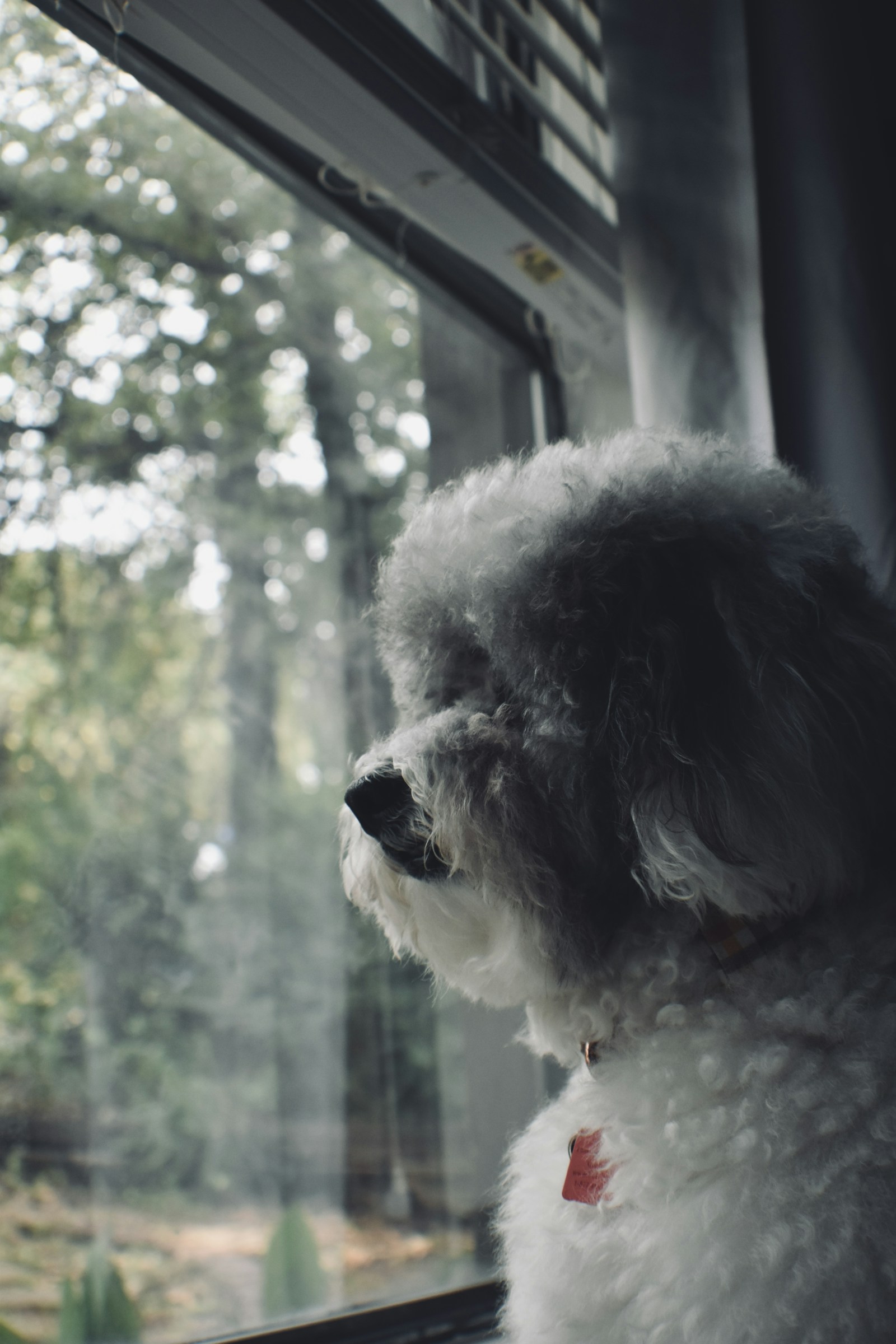 A small dog looking out of a window