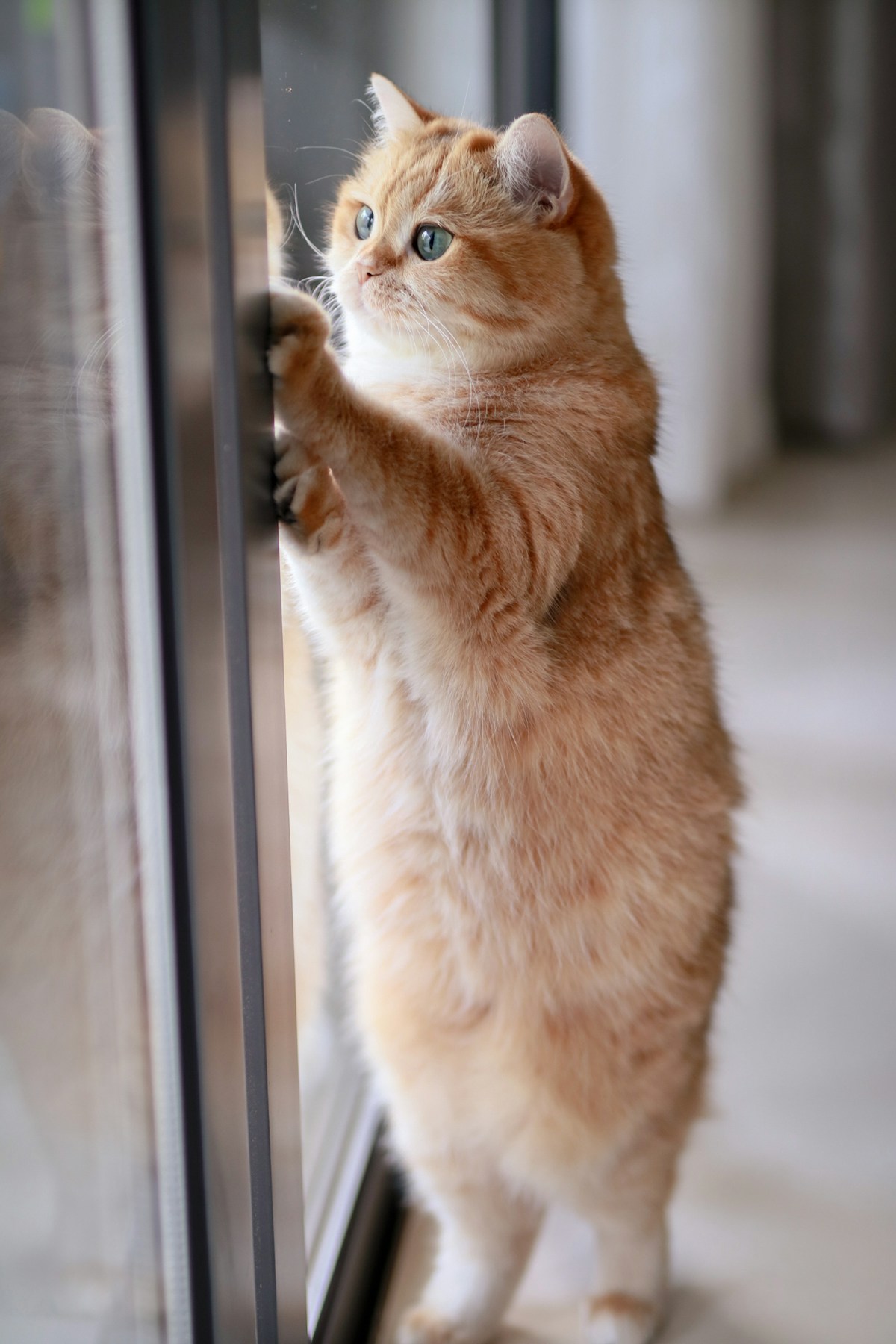 A ginger cat standing against a window indoors
